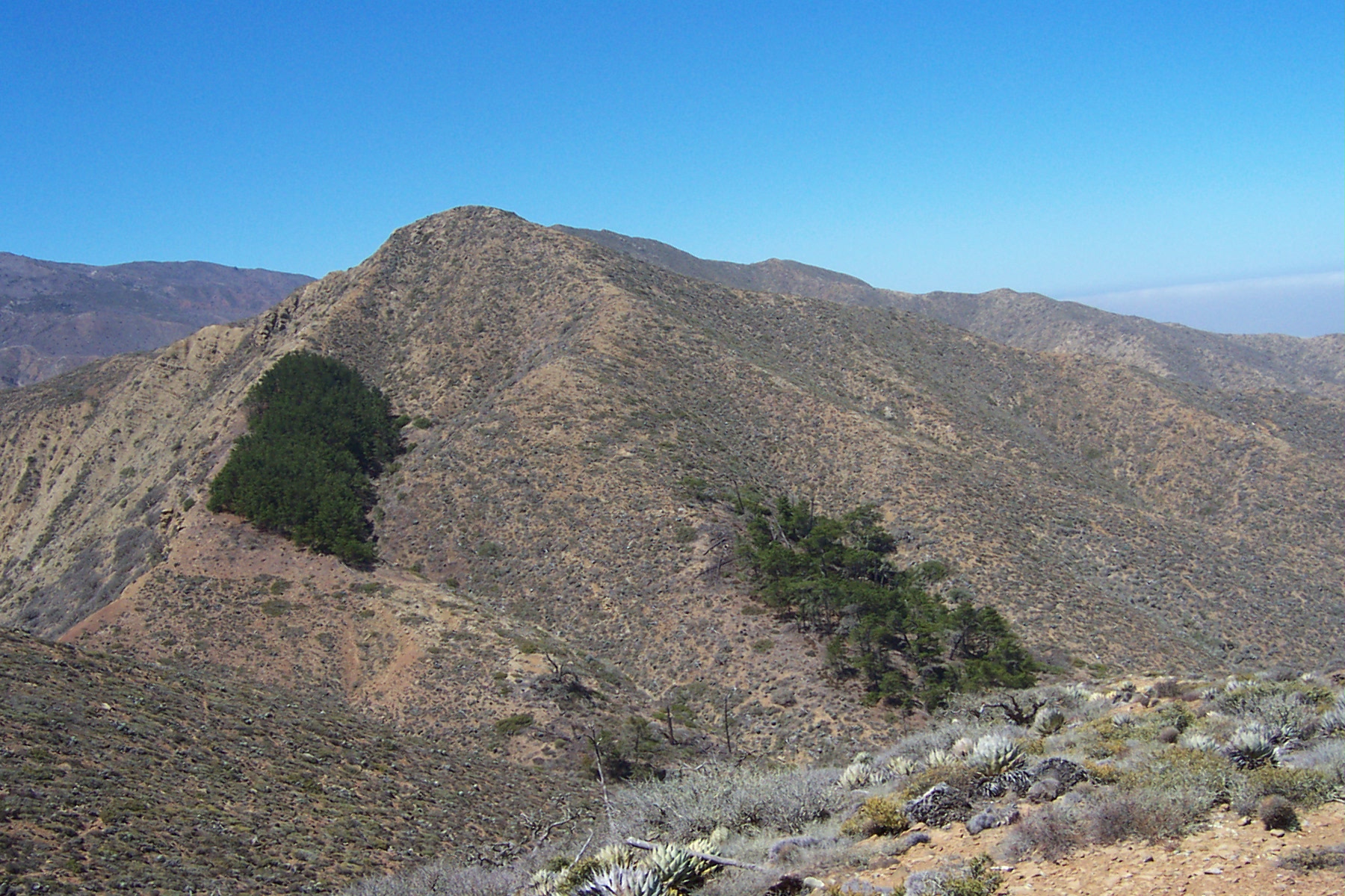 Cedros native pines